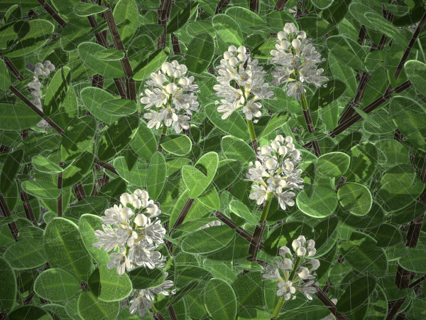XfrogPlants Hebe Pinguifolia