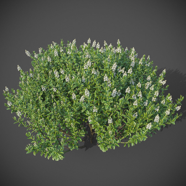 XfrogPlants Hebe Pinguifolia