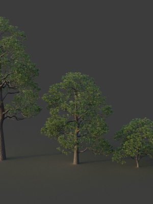 xfrogplants-japanese-black-pine-pinus-thunbergii-3d-model-max-obj-fbx-blend-GrowFX