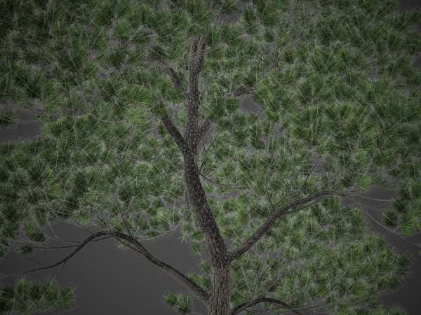 XfrogPlants Japanese Black Pine - Pinus Thunbergii