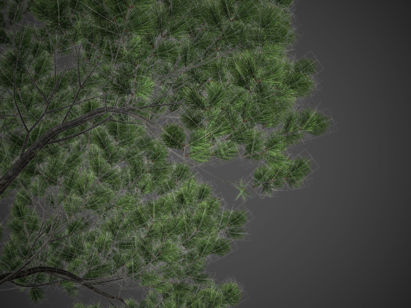 XfrogPlants Japanese Black Pine - Pinus Thunbergii