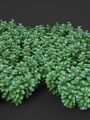 xfrogplants-japanese-pachysandra-pachysandra-terminalis-3d-model-animated-max-obj-fbx-blend-GrowFX