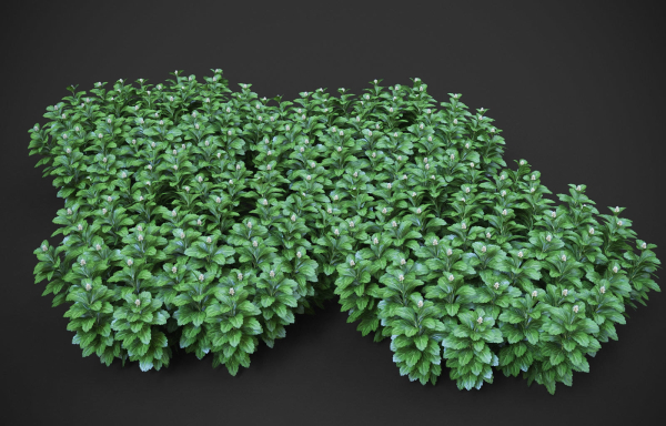 XfrogPlants Japanese Pachysandra - Pachysandra Terminalis
