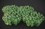 XfrogPlants Japanese Pachysandra - Pachysandra Terminalis