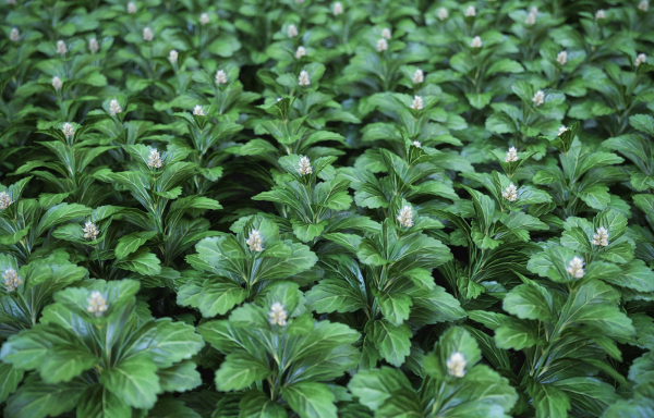 XfrogPlants Japanese Pachysandra - Pachysandra Terminalis