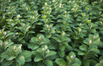 XfrogPlants Japanese Pachysandra - Pachysandra Terminalis