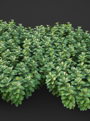 XfrogPlants Japanese Pachysandra - Pachysandra Terminalis