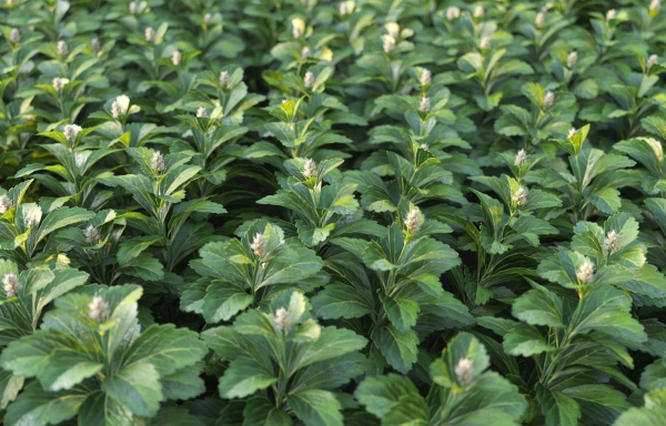 XfrogPlants Japanese Pachysandra - Pachysandra Terminalis