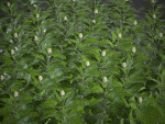 XfrogPlants Japanese Pachysandra - Pachysandra Terminalis
