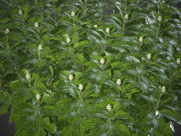 XfrogPlants Japanese Pachysandra - Pachysandra Terminalis