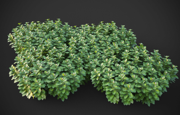 XfrogPlants Japanese Pachysandra - Pachysandra Terminalis