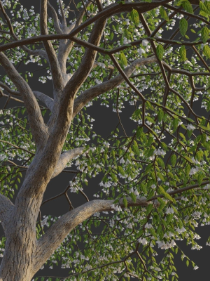 xfrogplants-japanese-snowbell-styrax-japonicus-3d-model-animated-max-obj-fbx-blend-GrowFX