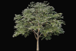 XfrogPlants Japanese Snowbell - Styrax Japonicus