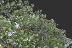 XfrogPlants Japanese Snowbell - Styrax Japonicus