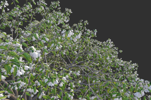 XfrogPlants Japanese Snowbell - Styrax Japonicus