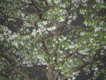 XfrogPlants Japanese Snowbell - Styrax Japonicus