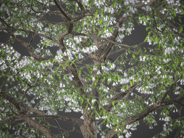 XfrogPlants Japanese Snowbell - Styrax Japonicus