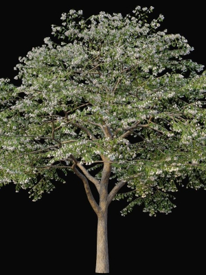 XfrogPlants Japanese Snowbell - Styrax Japonicus