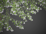 XfrogPlants Japanese Snowbell - Styrax Japonicus