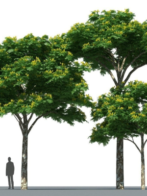 xfrogplants-juca-caesalpinia-ferrea-3d-model-animated-max-obj-fbx-blend-GrowFX