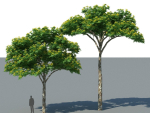 XfrogPlants Juca - Caesalpinia Ferrea