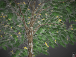 XfrogPlants Juca - Caesalpinia Ferrea