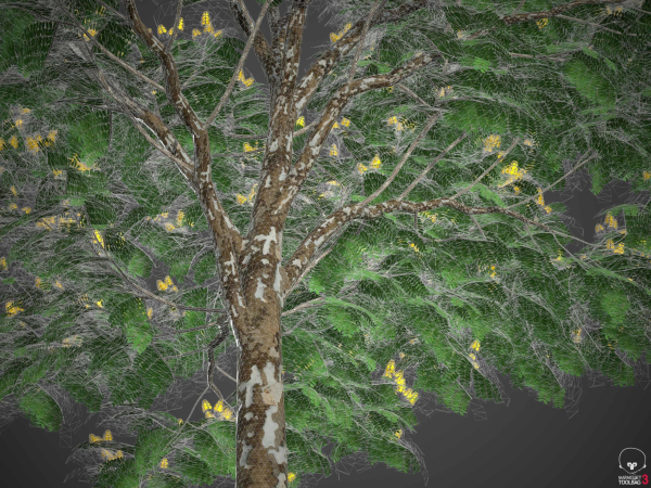 XfrogPlants Juca - Caesalpinia Ferrea