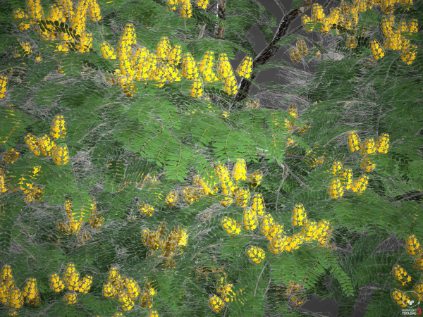 XfrogPlants Juca - Caesalpinia Ferrea
