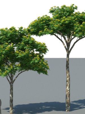XfrogPlants Juca - Caesalpinia Ferrea
