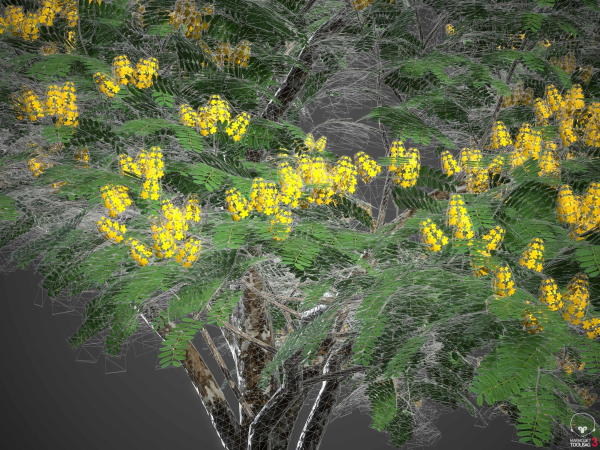 XfrogPlants Juca - Caesalpinia Ferrea