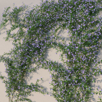 XfrogPlants Lesser Perriwinkle - Vinca Minor