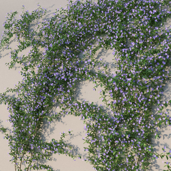 XfrogPlants Lesser Perriwinkle - Vinca Minor