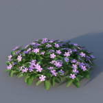 XfrogPlants Lesser Perriwinkle - Vinca Minor