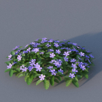 XfrogPlants Lesser Perriwinkle - Vinca Minor