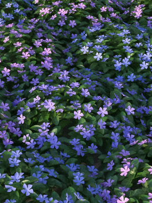 XfrogPlants Lesser Perriwinkle - Vinca Minor
