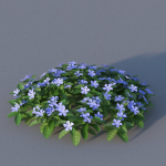 XfrogPlants Lesser Perriwinkle - Vinca Minor