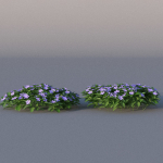 XfrogPlants Lesser Perriwinkle - Vinca Minor