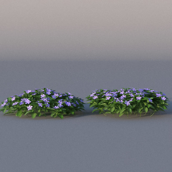 XfrogPlants Lesser Perriwinkle - Vinca Minor