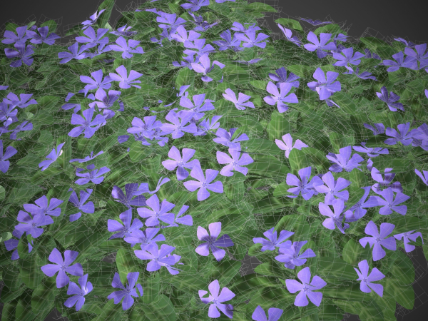 XfrogPlants Lesser Perriwinkle - Vinca Minor