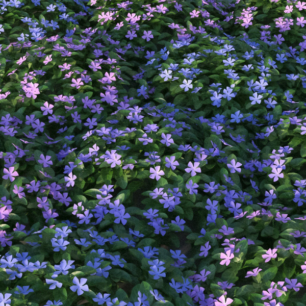 XfrogPlants Lesser Perriwinkle - Vinca Minor