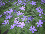 XfrogPlants Lesser Perriwinkle - Vinca Minor