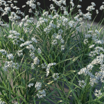 XfrogPlants Luzula Nivea
