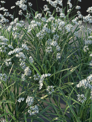xfrogplants-luzula-nivea-3d-model-animated-max-obj-fbx-blend-GrowFX