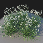 XfrogPlants Luzula Nivea