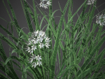 XfrogPlants Luzula Nivea