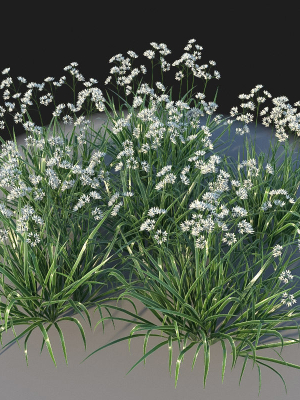 XfrogPlants Luzula Nivea