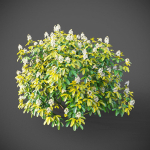 XfrogPlants Mexican Orange Blossom - Choisya Ternata Sundance