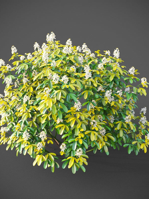 xfrogplants-mexican-orange-blossom-choisya-ternata-sundance-3d-model-animated-max-obj-fbx-blend-GrowFX