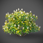 XfrogPlants Mexican Orange Blossom - Choisya Ternata Sundance