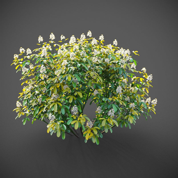 XfrogPlants Mexican Orange Blossom - Choisya Ternata Sundance
